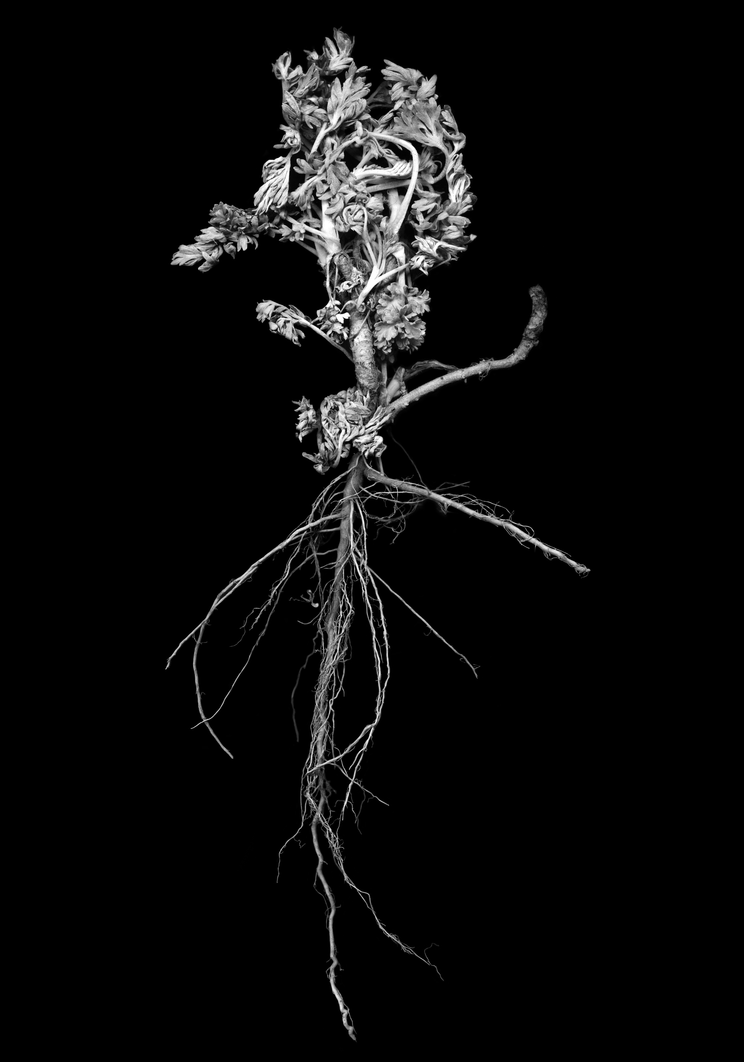 Sagebrush with roots close up, black and white image